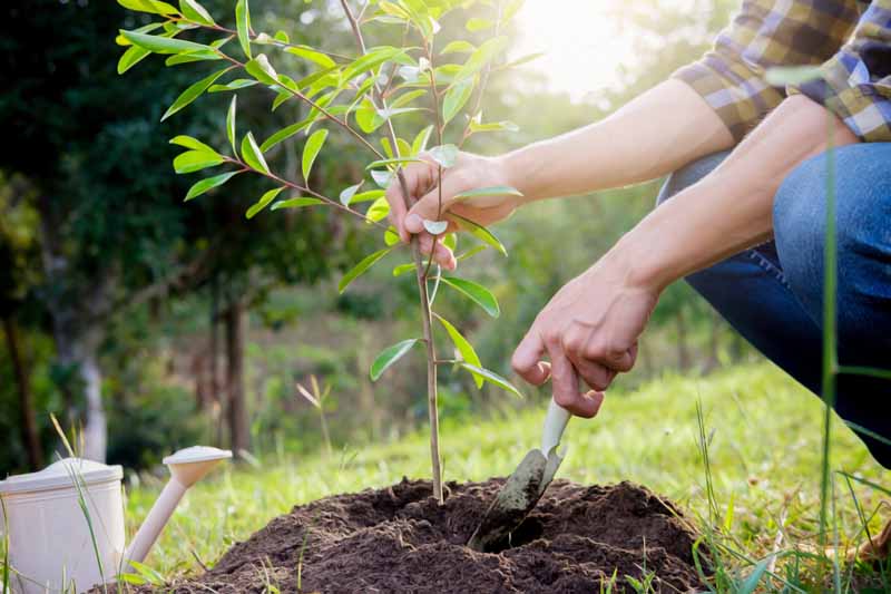 Caring Properly for your Fruit Tree