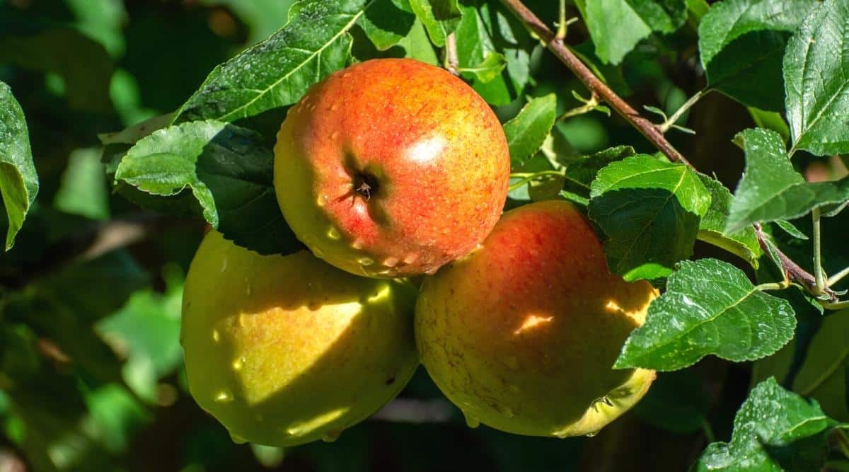 Different Types of Apple Trees