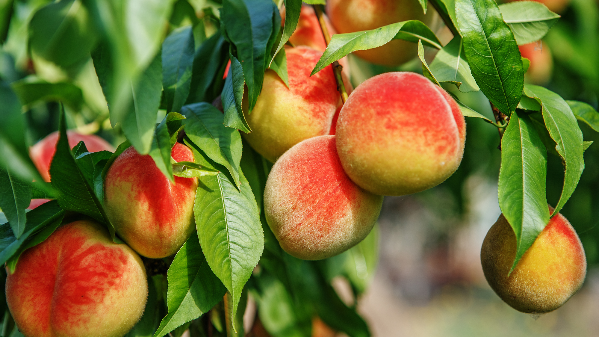 Fruit Trees: An Abundant World of Flavor and Nutrition