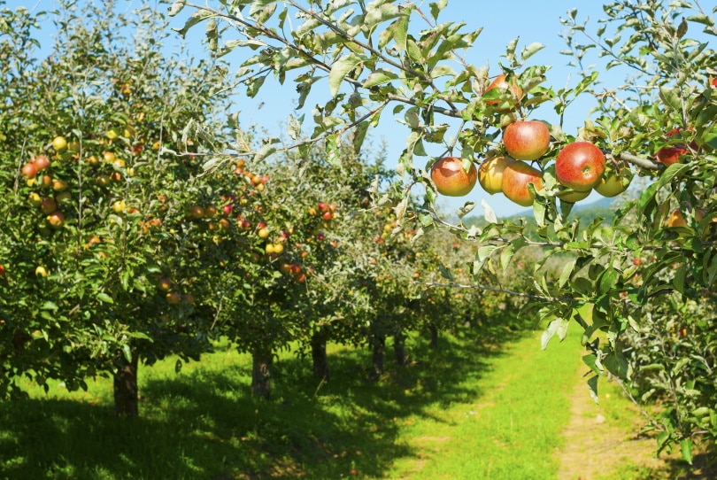 The Evolution of Fruit Tree Productivity: From Ancient Orchards to Modern Agriculture